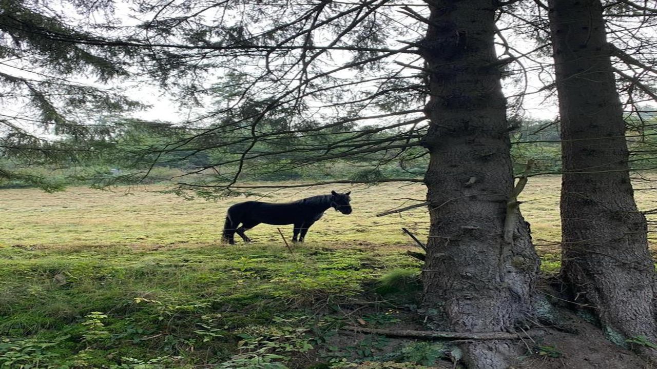 AreaSummer1KM AreaSummer1KM